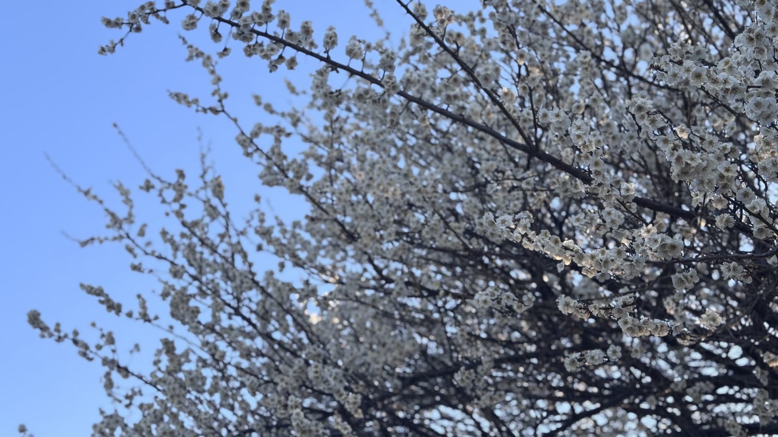 梅満開