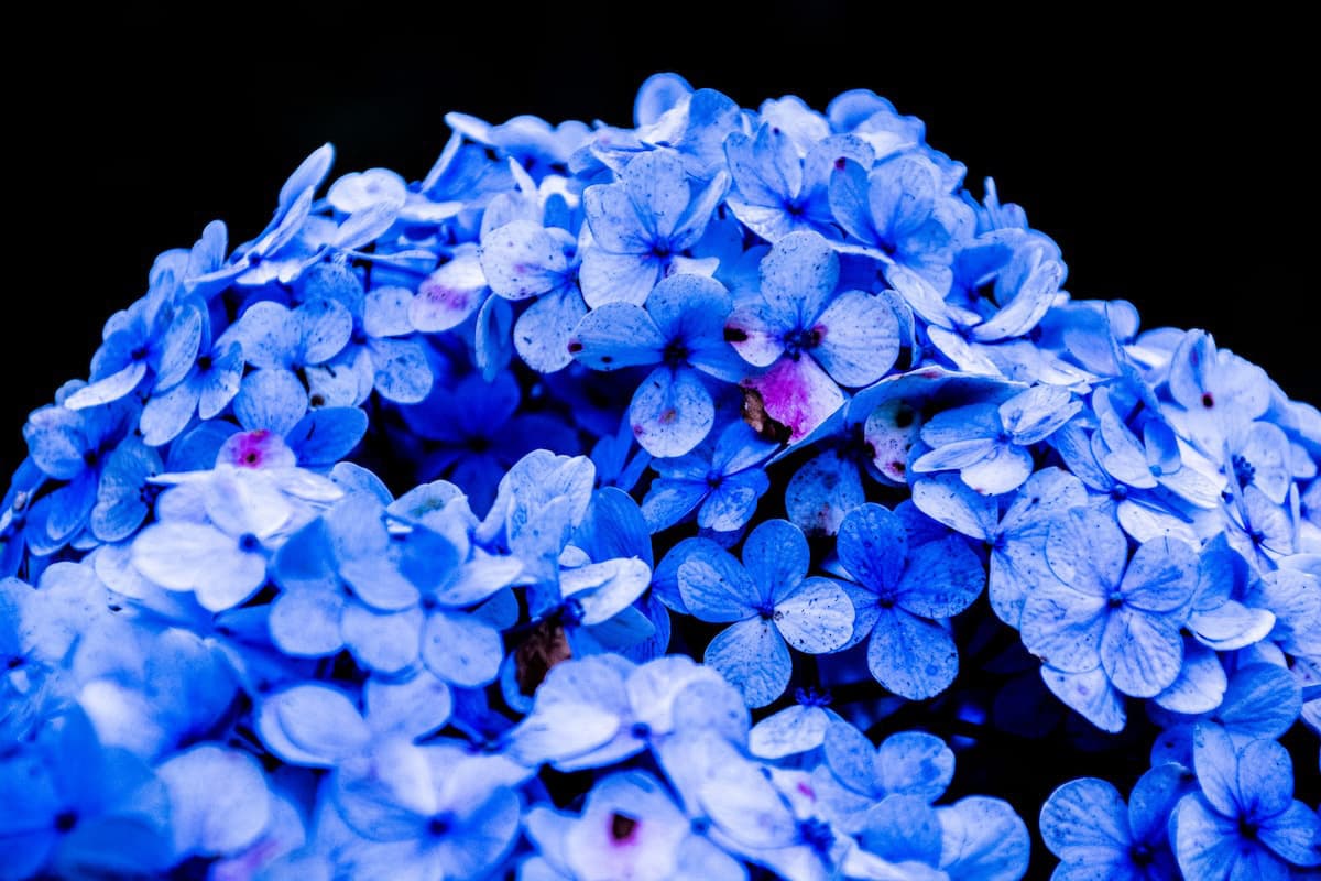 bloom-blossom-blue-587881.jpg