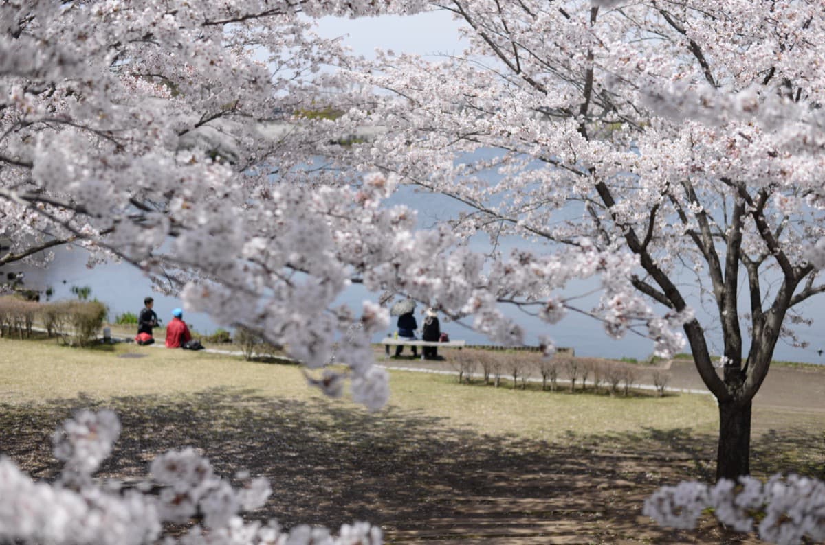 千波湖-桜